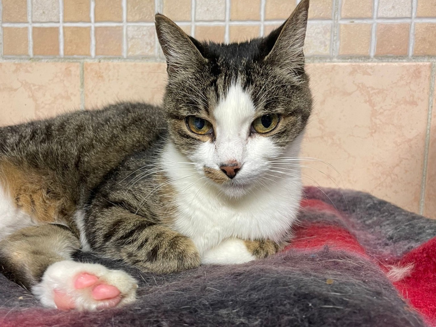 Adozione gatto, femmina, Razza sconosciuta Razza sconosciuta, 10 anni e 6 mesi, taglia non valida, Milano