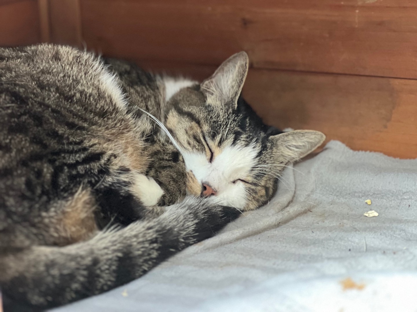 Adotta un gatto, femmina, 10 anni e 6 mesi, Milano