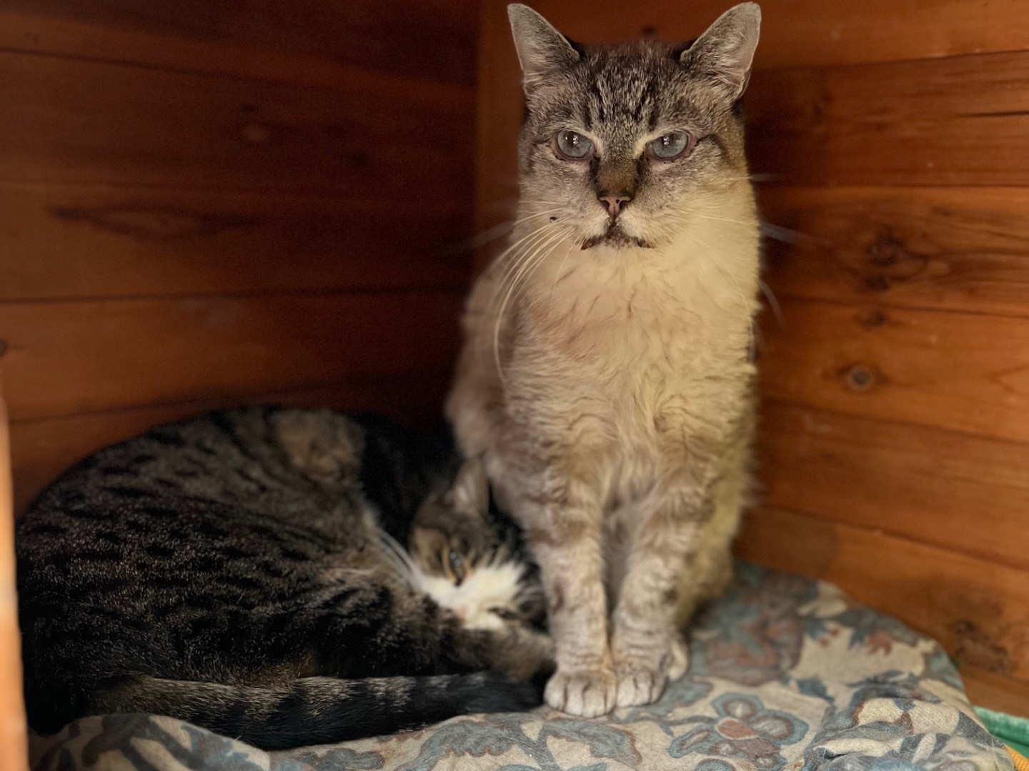 Adotta un gatto, taglia non valida, femmina, Milano