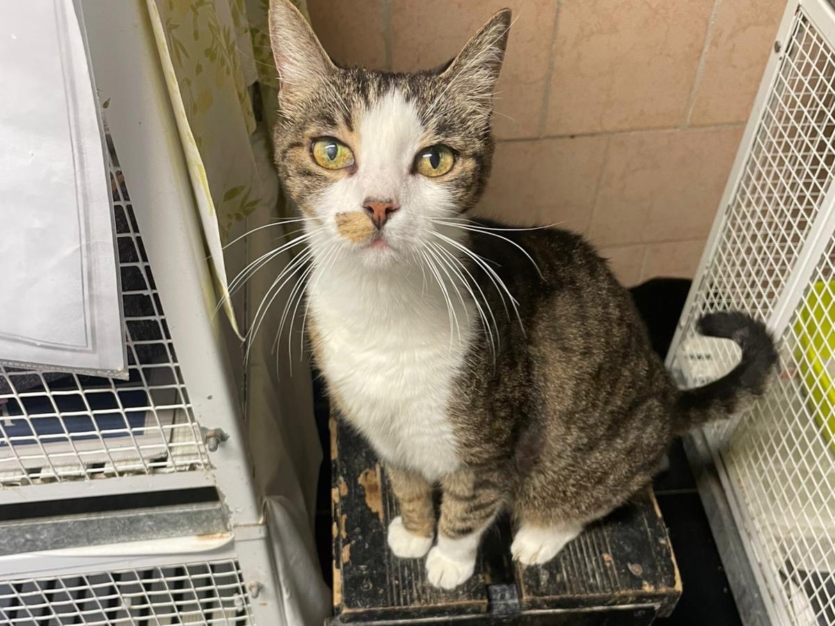 Vuoi adottare un gatto a Milano?