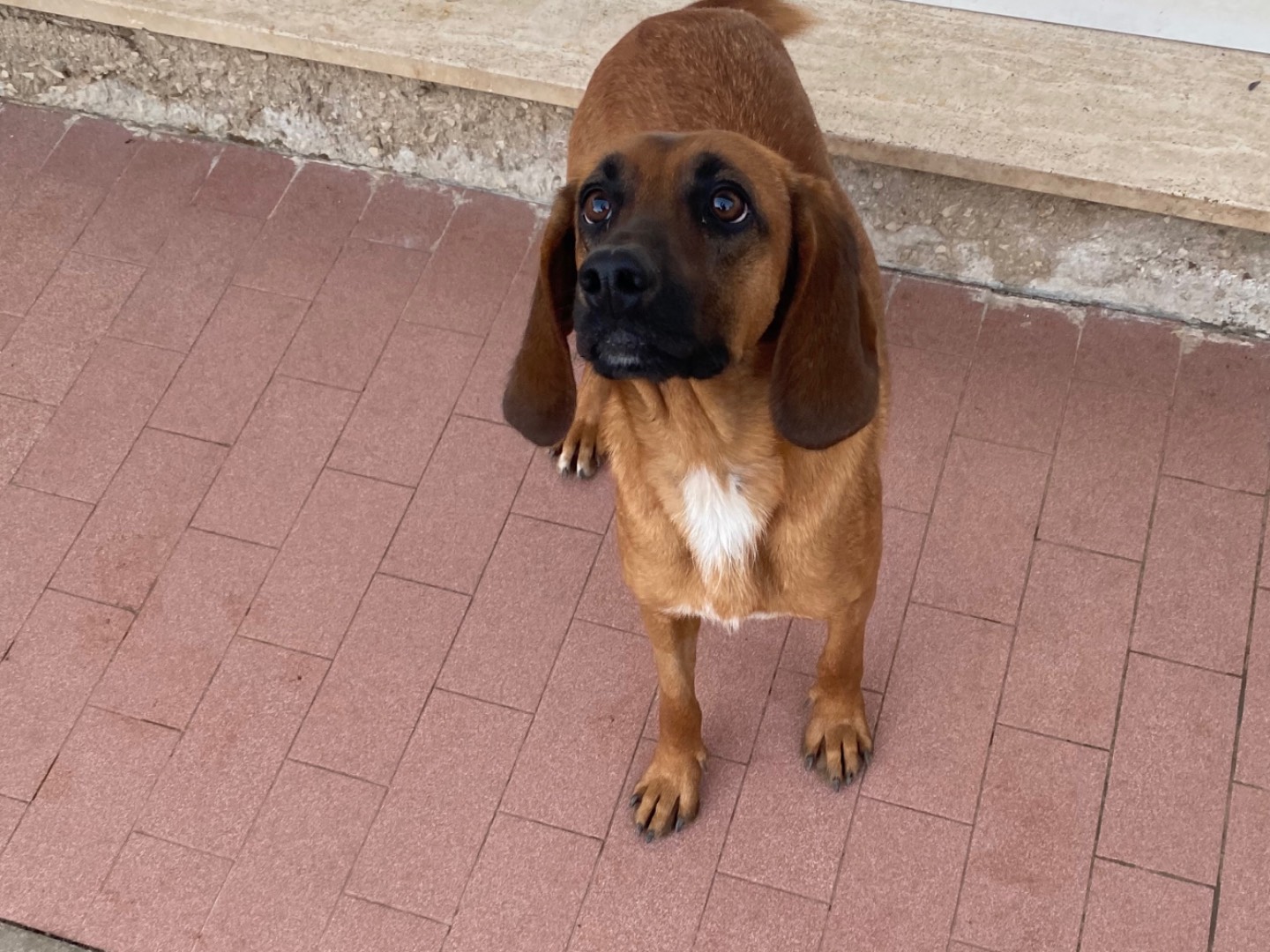 Vuoi adottare un cane a Potenza?