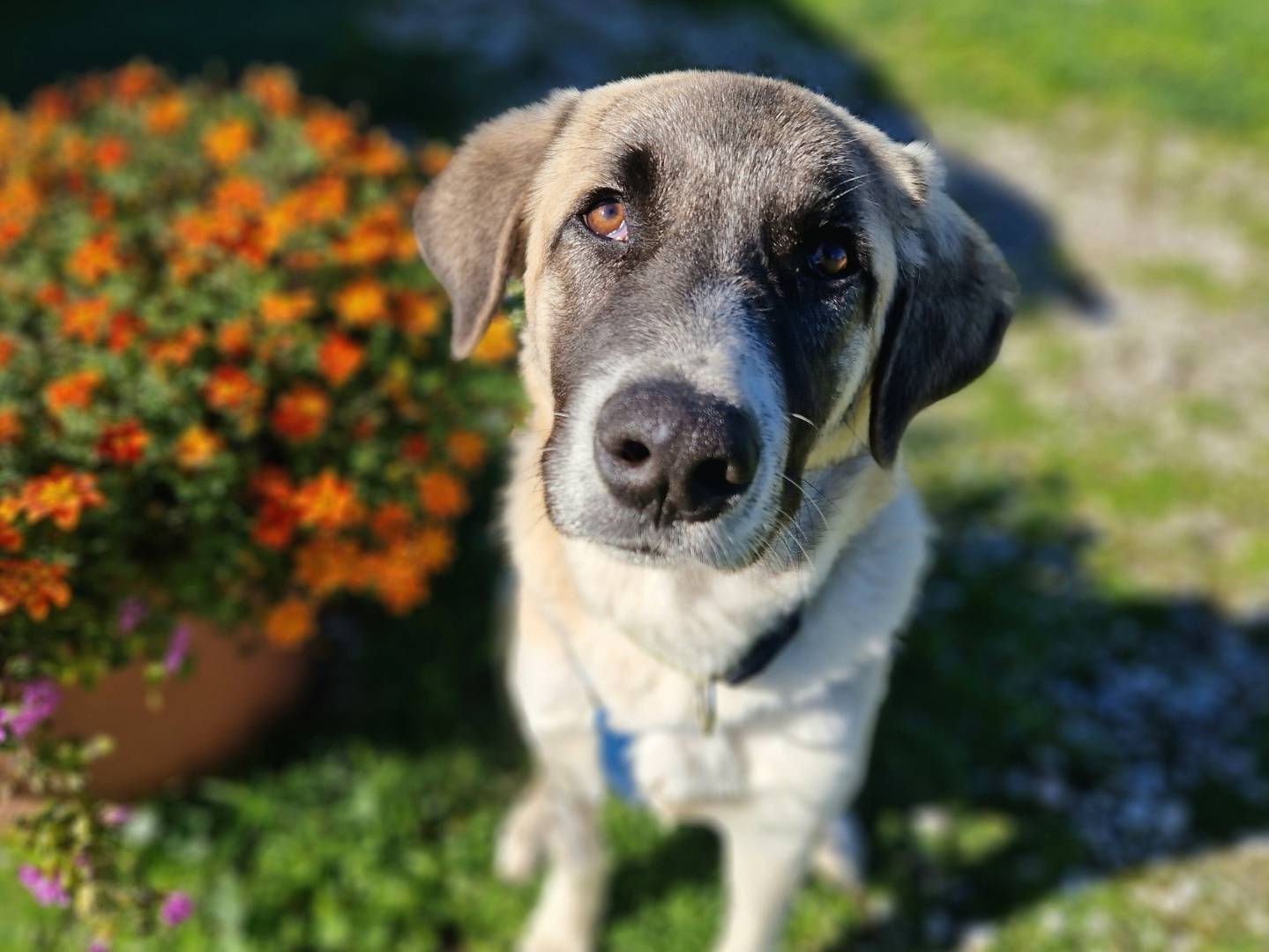 Adozione cane, maschio, Razza sconosciuta Razza sconosciuta, 1 anno e 5 mesi, taglia media, Nuoro