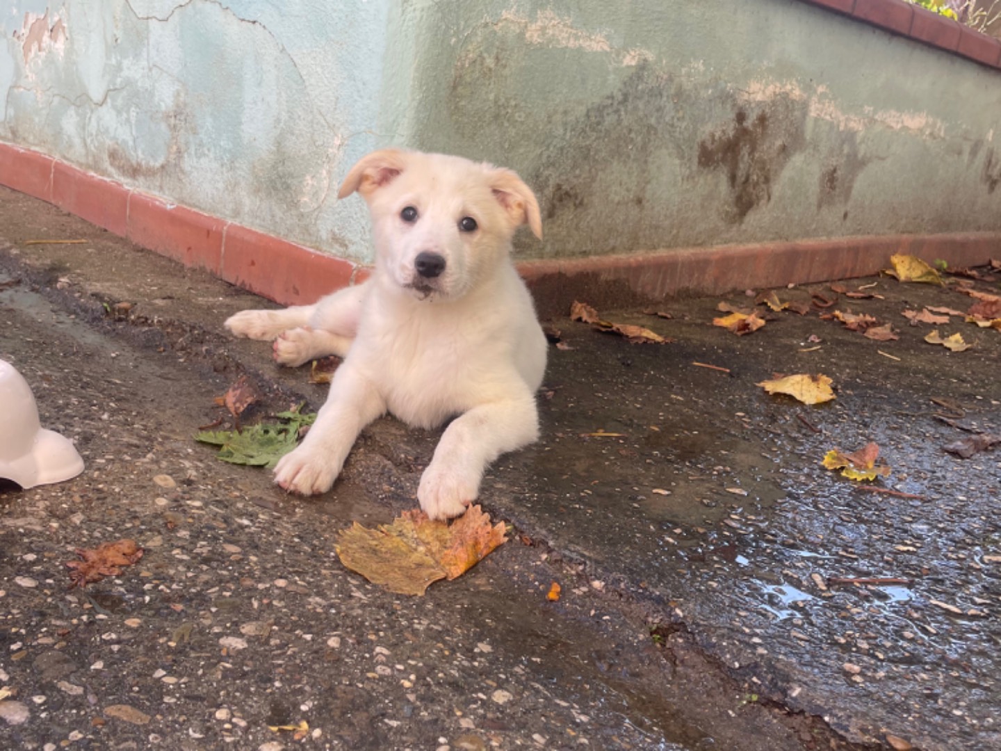 Adozione cane, femmina, Razza sconosciuta Razza sconosciuta, 3 mesi, taglia piccola, Salerno