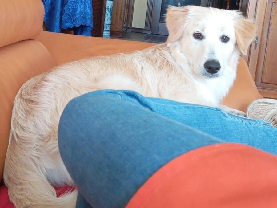 Adozione cane, femmina, Razza sconosciuta Razza sconosciuta, 7 mesi, taglia media contenuta, Savona