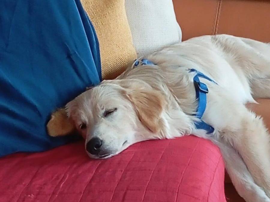 Adotta un cane, femmina, 7 mesi, Savona