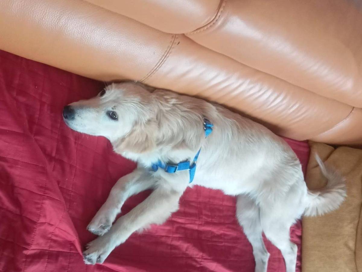 Adotta un cane, taglia media contenuta, femmina, Savona