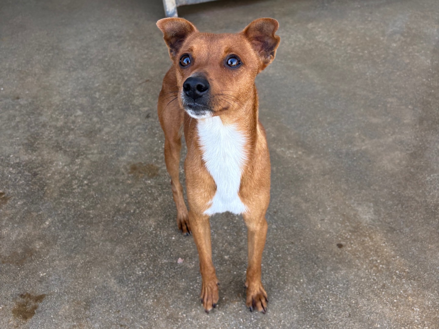 Adozione cane, maschio, Pinscher Razza sconosciuta, 1 anno, taglia piccola, Frosinone