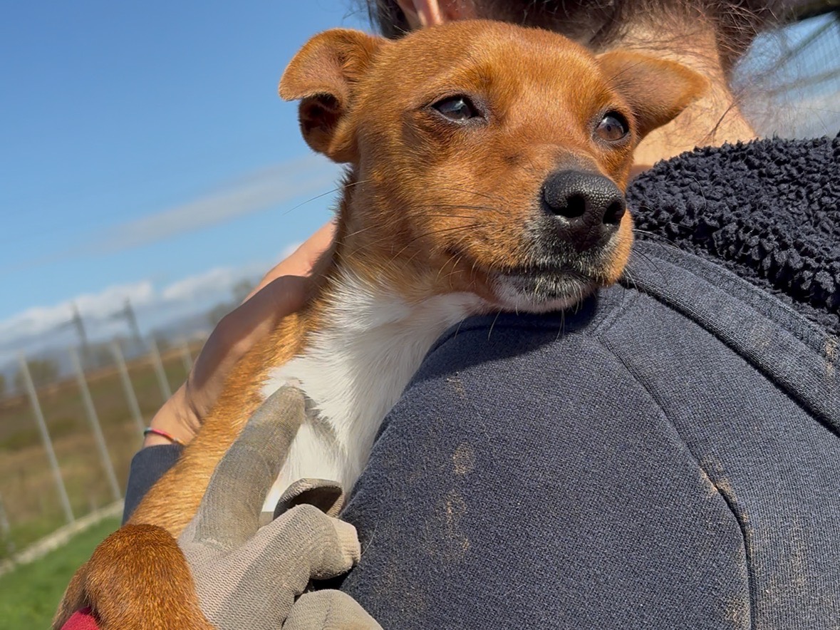 Adotta il cane Mike a Frosinone