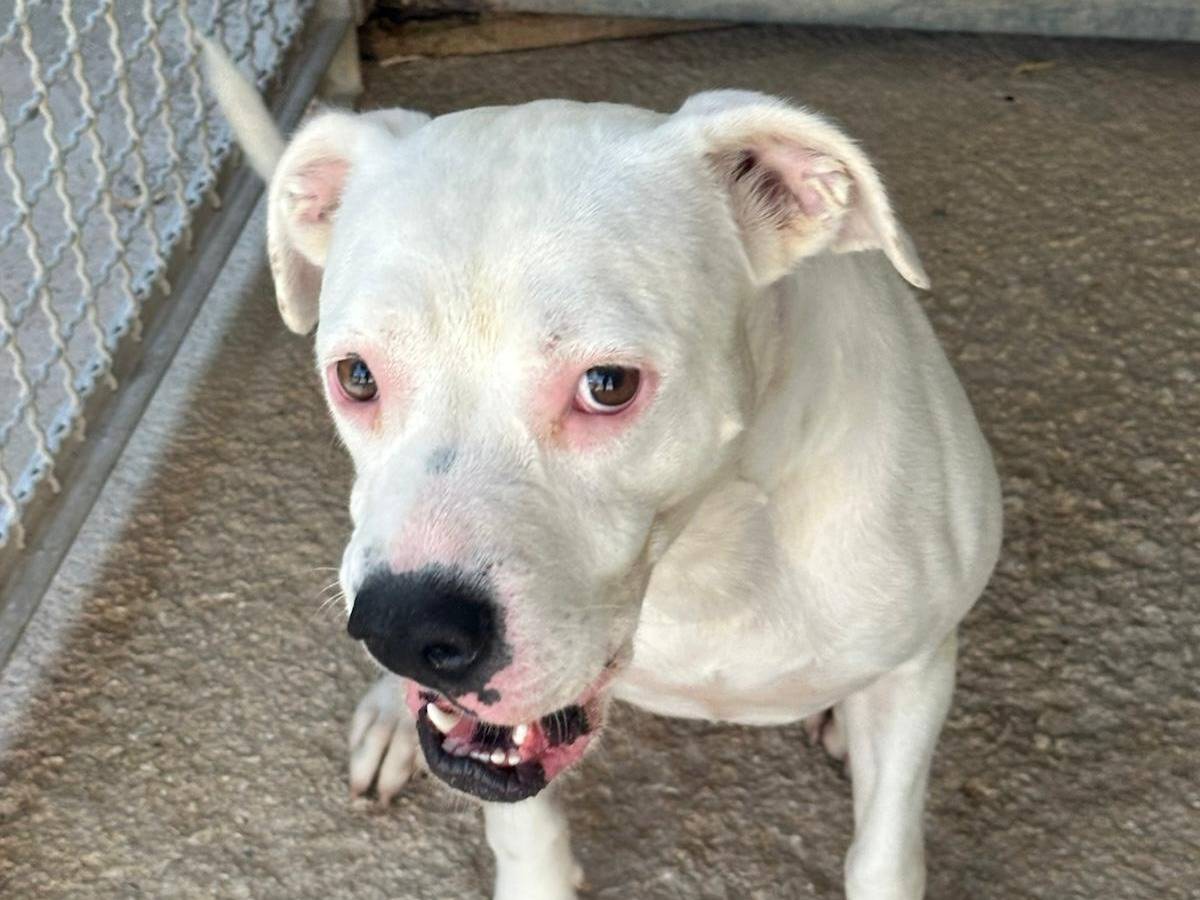 Adotta un cane, taglia media, femmina, Trapani