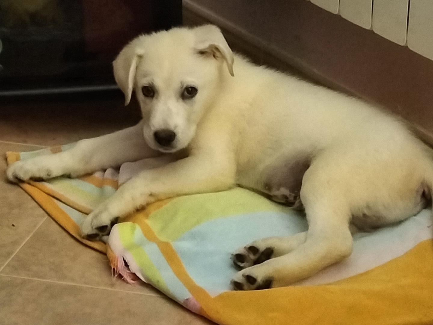 Adozione cane, maschio, Razza sconosciuta Razza sconosciuta, 3 mesi, taglia grande, Barletta