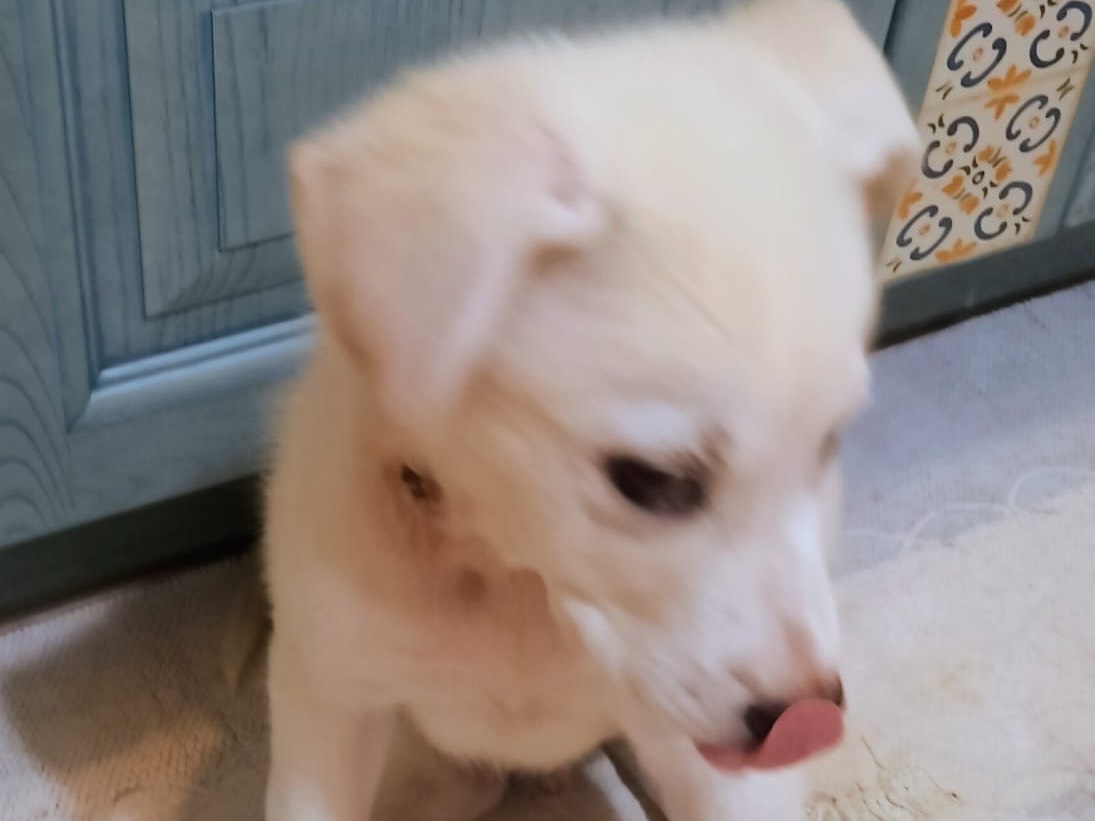 Adotta un cane, maschio, 3 mesi, Barletta