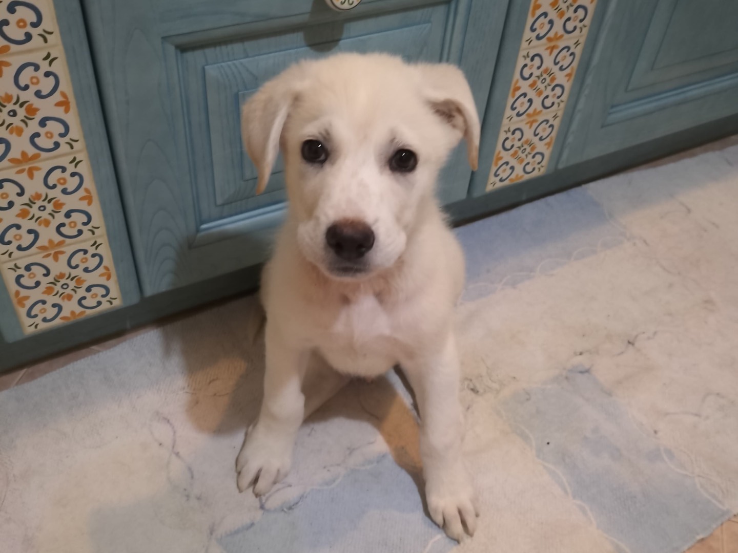 Adotta un cane, taglia grande, maschio, Barletta