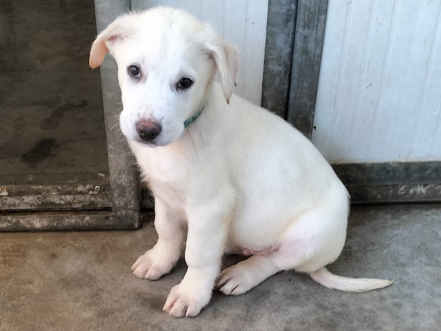 Adozione cane, maschio, Razza sconosciuta Razza sconosciuta, 3 mesi, taglia grande, Barletta