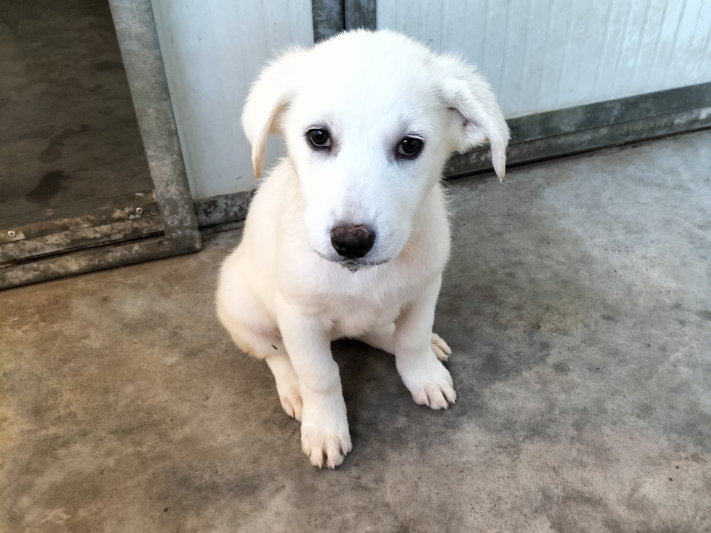 Adozione cane, femmina, Razza sconosciuta Razza sconosciuta, 3 mesi, taglia grande, Barletta