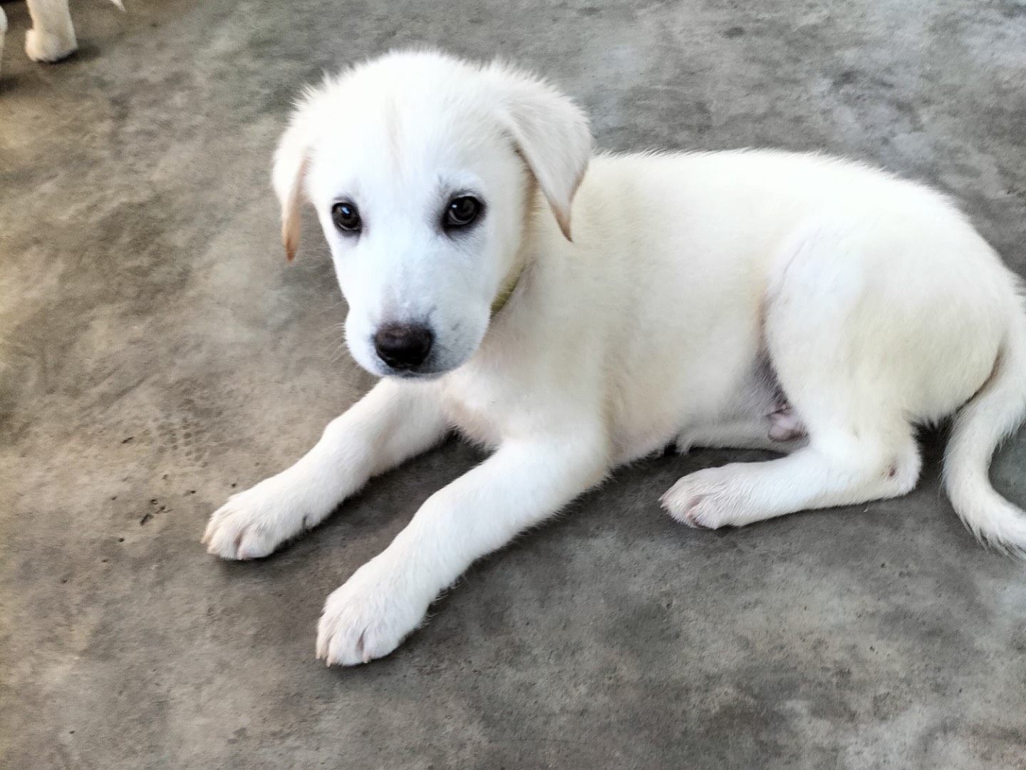 Adozione cane, maschio, Razza sconosciuta Razza sconosciuta, 3 mesi, taglia grande, Barletta