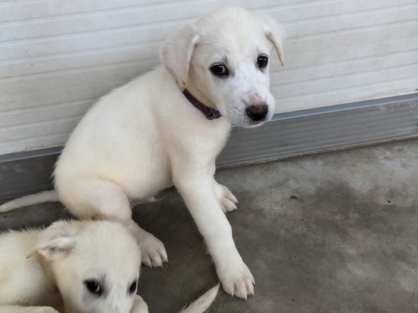 Adozione cane, maschio, Razza sconosciuta Razza sconosciuta, 3 mesi, taglia grande, Barletta