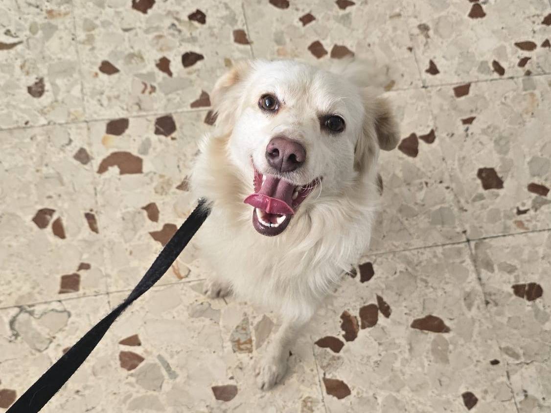 Adotta un cane, maschio, 1 anno e 6 mesi, Milano