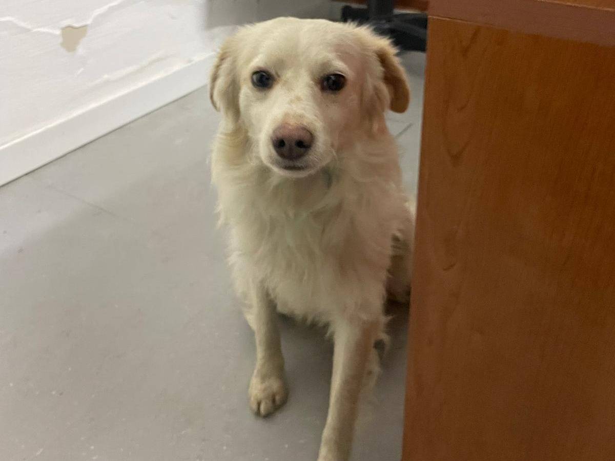 Adotta un cane, taglia piccola, maschio, Milano