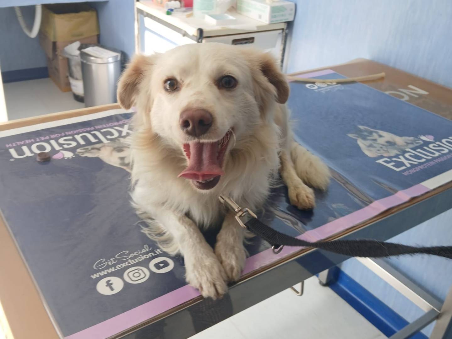 Vuoi adottare un cane a Milano?