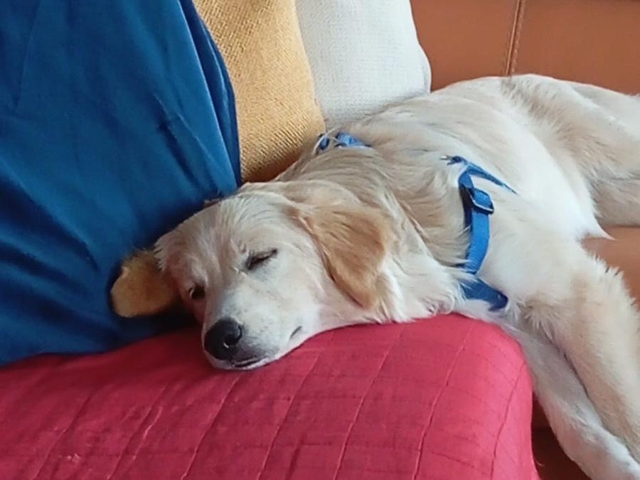 Adozione cane, femmina, Labrador Retriever Razza sconosciuta, 9 mesi, taglia media contenuta, Savona