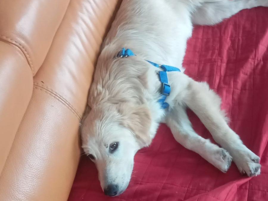 Adotta un cane, femmina, 9 mesi, Savona