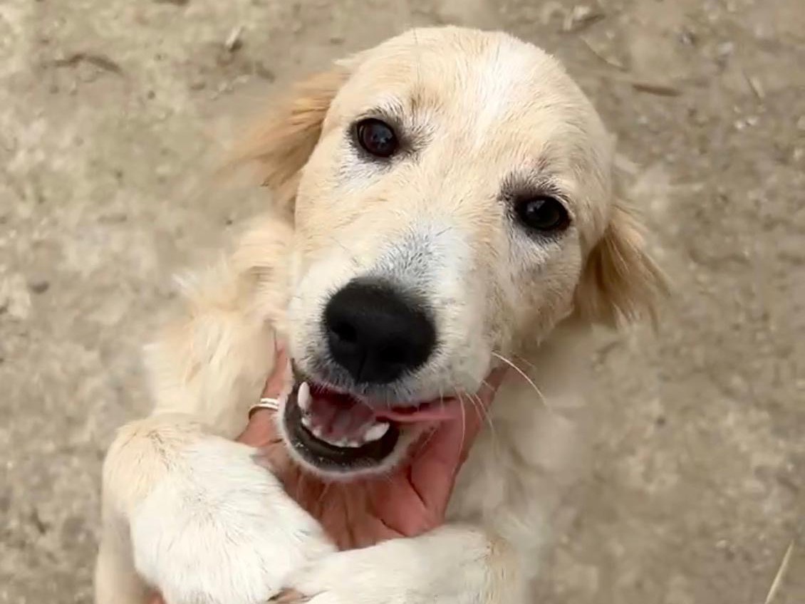 Adotta un cane, taglia media contenuta, femmina, Savona