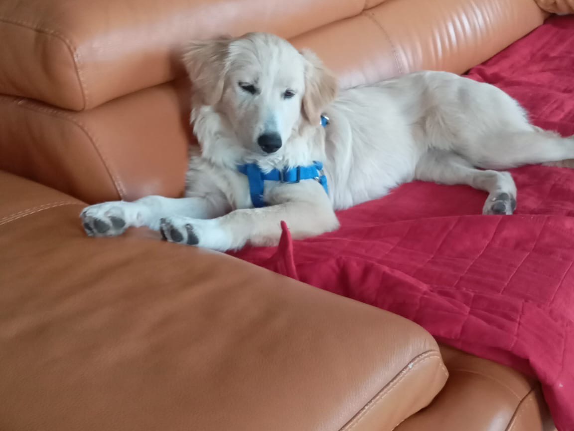 Vuoi adottare un cane a Savona?