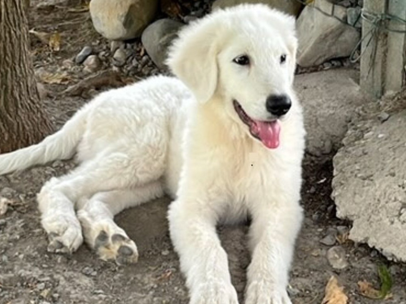 Adozione cane, maschio, Pastore maremmano Razza sconosciuta, 1 anno, taglia grande, Siracusa