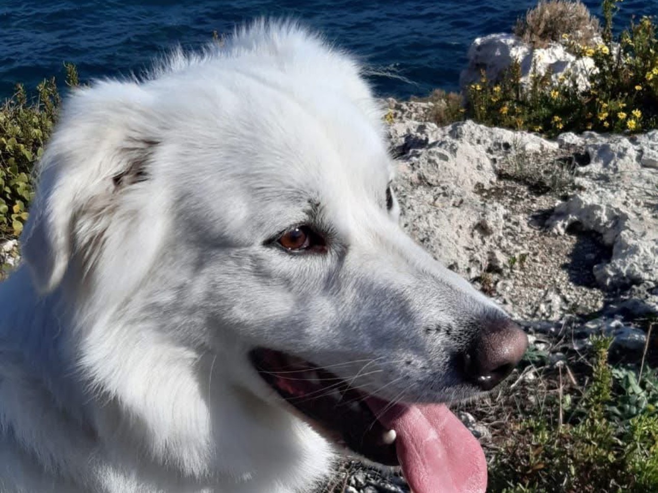 Adotta un cane, taglia grande, maschio, Siracusa