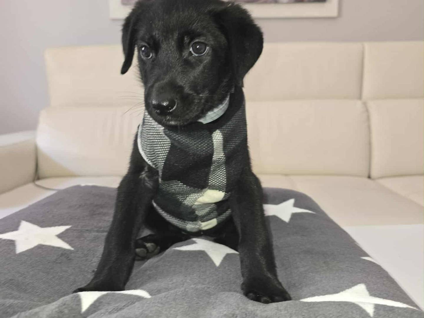 Adozione cane, femmina, Razza sconosciuta Razza sconosciuta, 2 mesi, taglia media, Catania