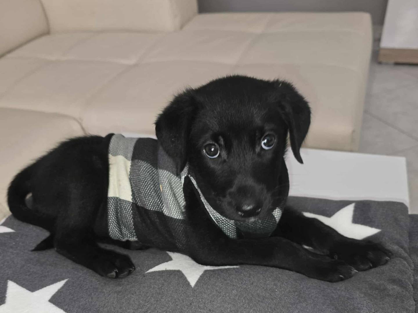 Adotta un cane, femmina, 2 mesi, Catania