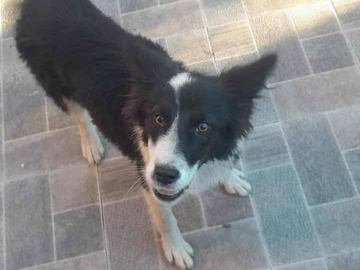 Adozione cane, femmina, Razza sconosciuta Razza sconosciuta, 4 mesi, taglia media, Catania