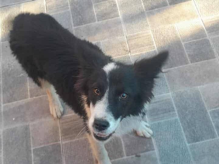 Adotta un cane, taglia media, femmina, Catania