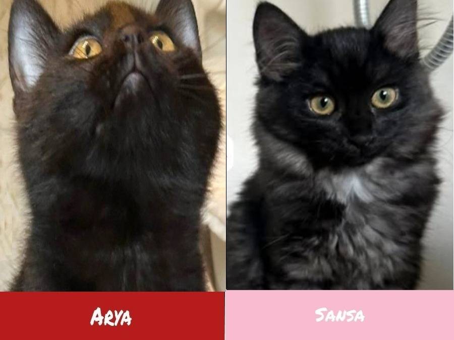 Adozione gatto, femmina, Razza sconosciuta Razza sconosciuta, 3 mesi, taglia non valida, Torino