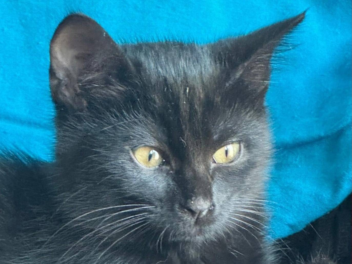 Adotta un gatto, femmina, 3 mesi, Torino