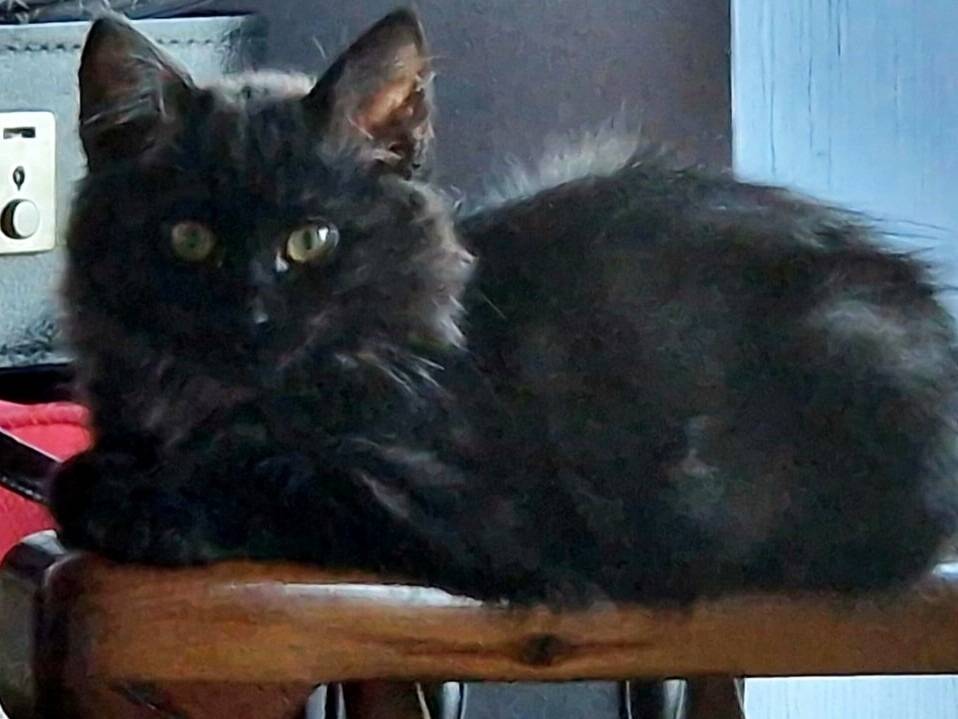 Vuoi adottare un gatto a Torino?