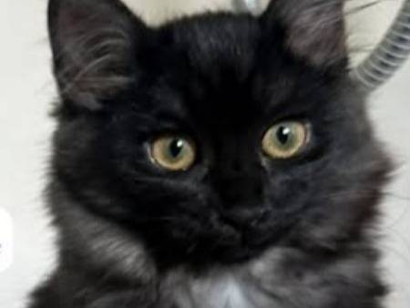 Adotta il gatto Arya e Sansa a Torino