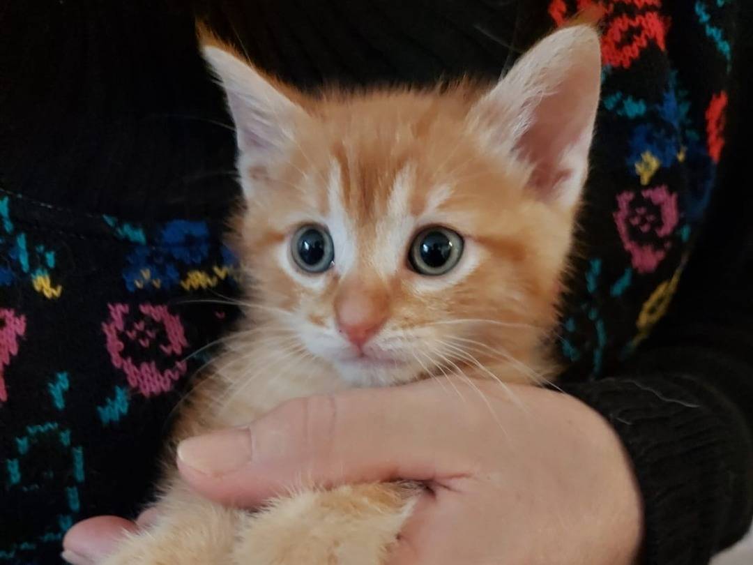 Adozione gatto, maschio, Razza sconosciuta Razza sconosciuta, 2 mesi, taglia non valida, Asti