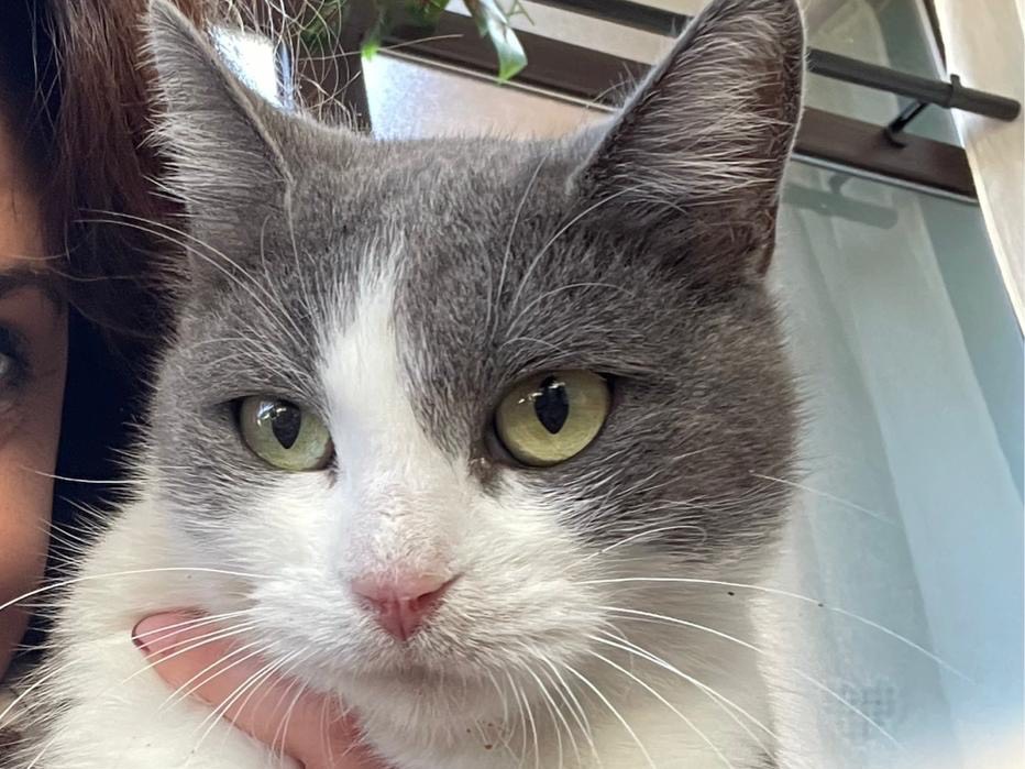 Adozione gatto, femmina, Razza sconosciuta Razza sconosciuta, 2 anni e 10 mesi, taglia non valida, Milano