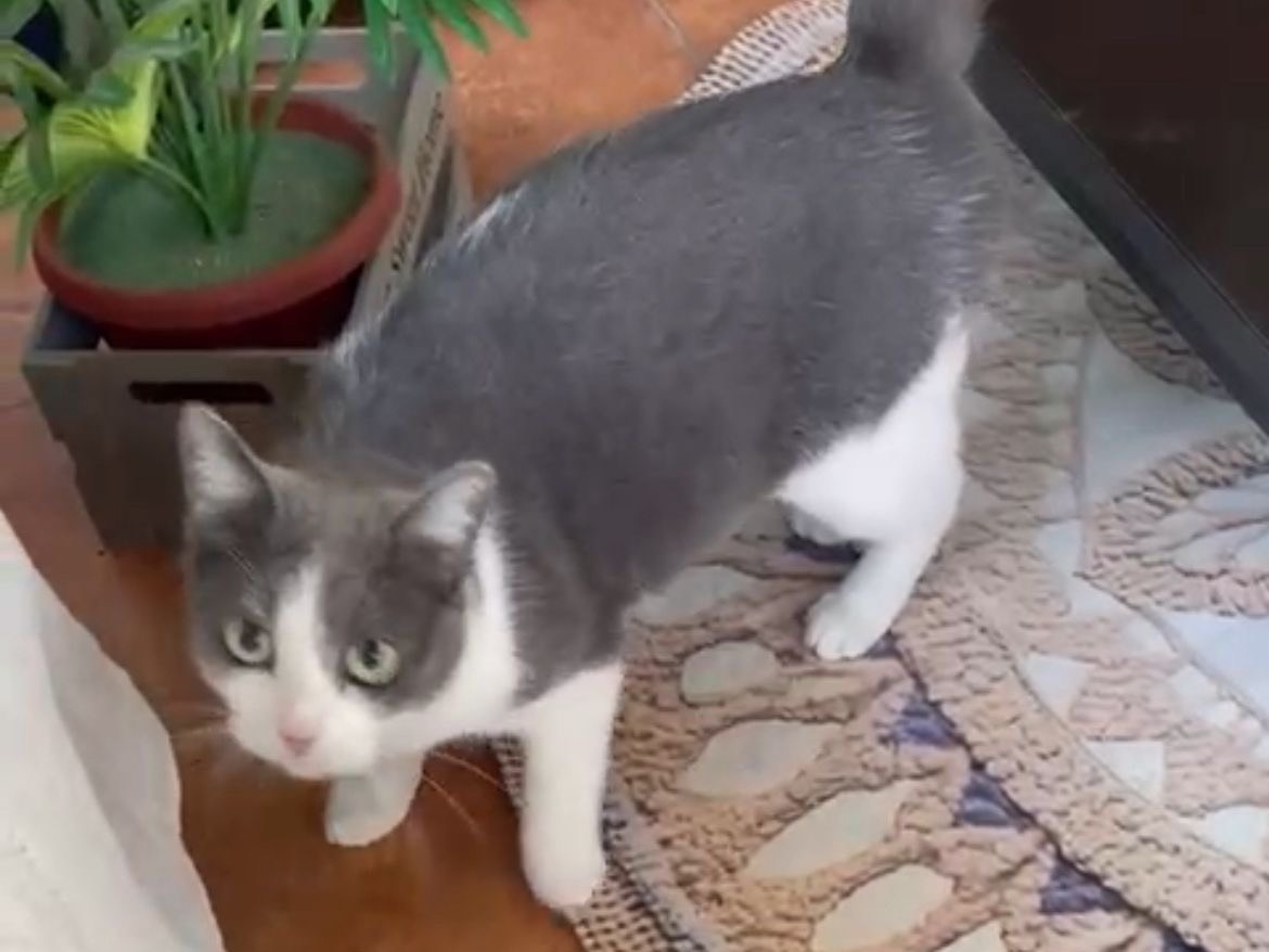 Adotta un gatto, femmina, 2 anni e 10 mesi, Milano