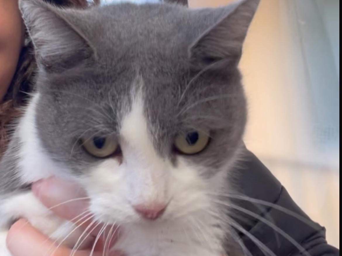 Adotta un gatto, taglia non valida, femmina, Milano