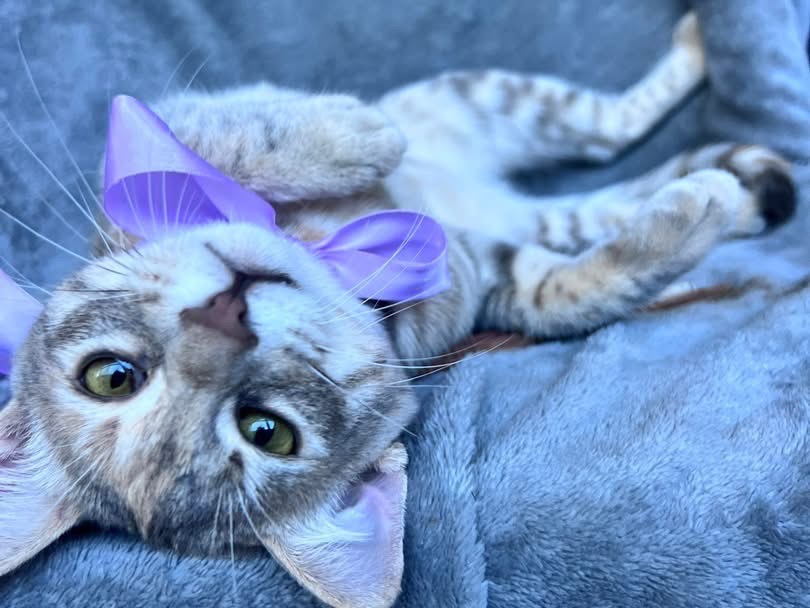 Adozione gatto, femmina, Razza sconosciuta Razza sconosciuta, 4 mesi, taglia non valida, Bari