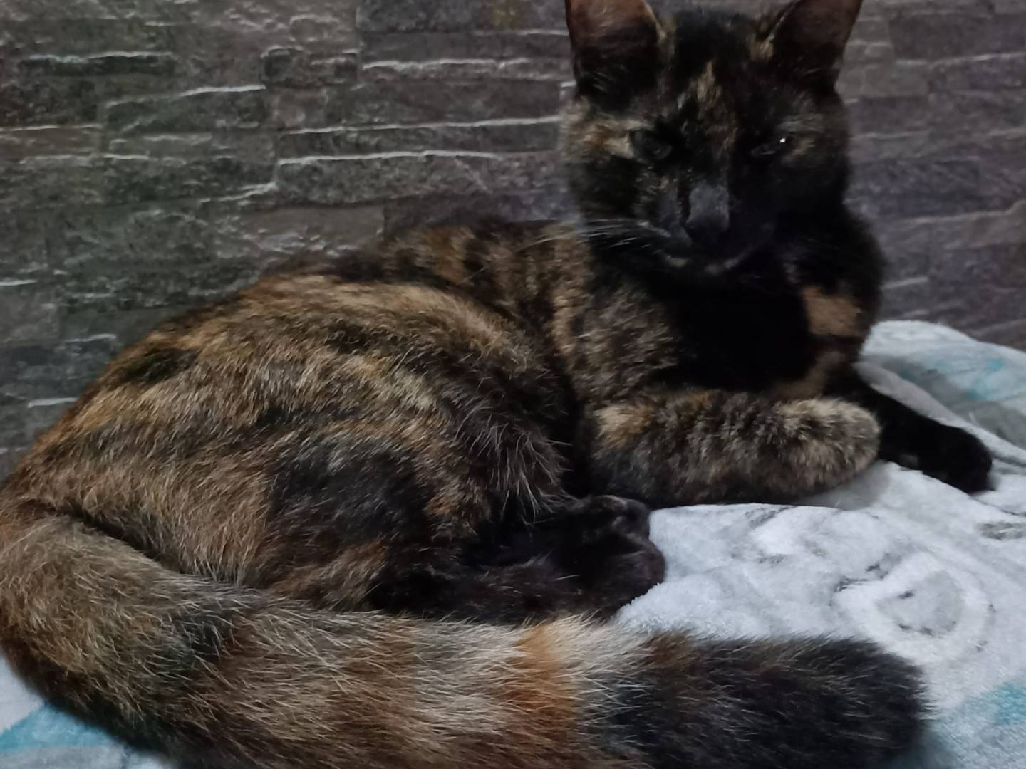 Adozione gatto, femmina, Razza sconosciuta Razza sconosciuta, 2 anni e 3 mesi, taglia non valida, Terni