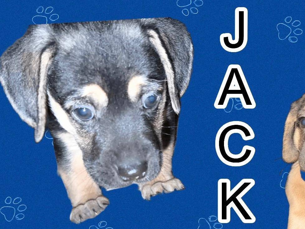 Adozione cane, maschio, Razza sconosciuta Razza sconosciuta, 1 settimana, taglia piccola, Trapani