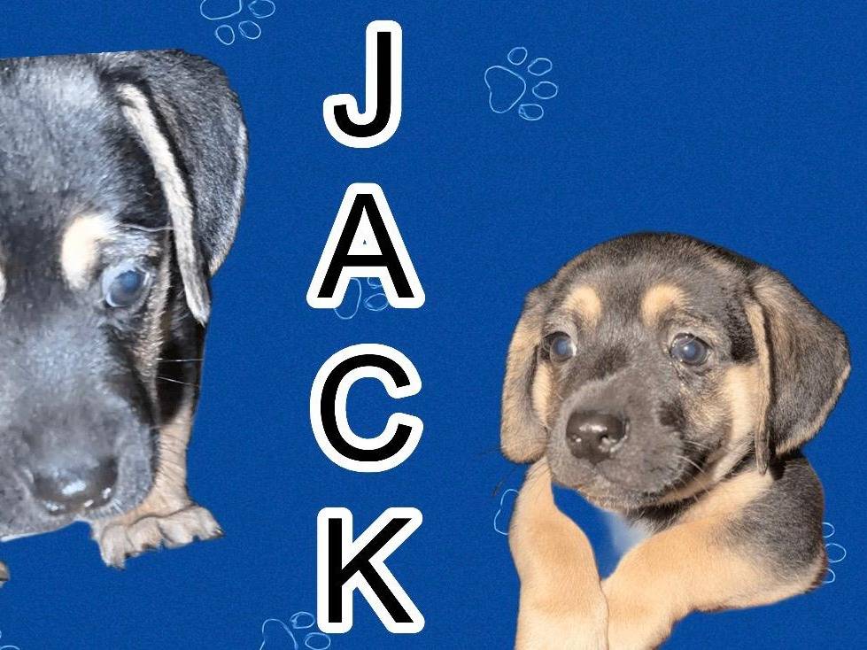 Adotta un cane, maschio, 1 settimana, Trapani