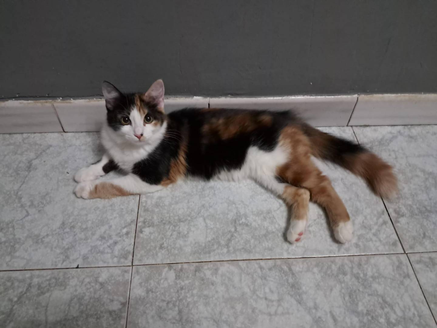 Adozione gatto, femmina, Razza sconosciuta Razza sconosciuta, 5 mesi, taglia non valida, Terni