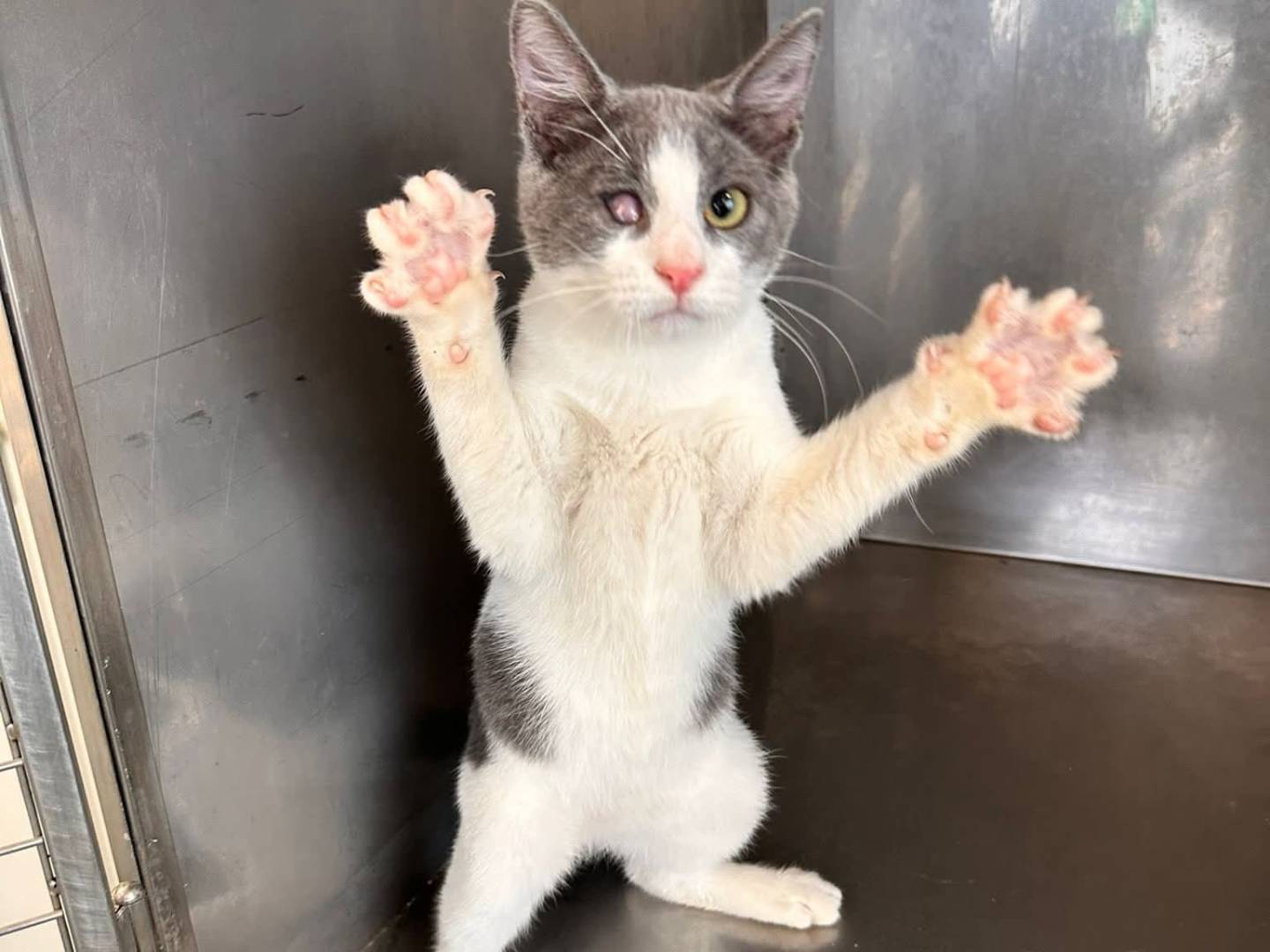 Adozione gatto, maschio, Razza sconosciuta Razza sconosciuta, 6 mesi, taglia non valida, Latina