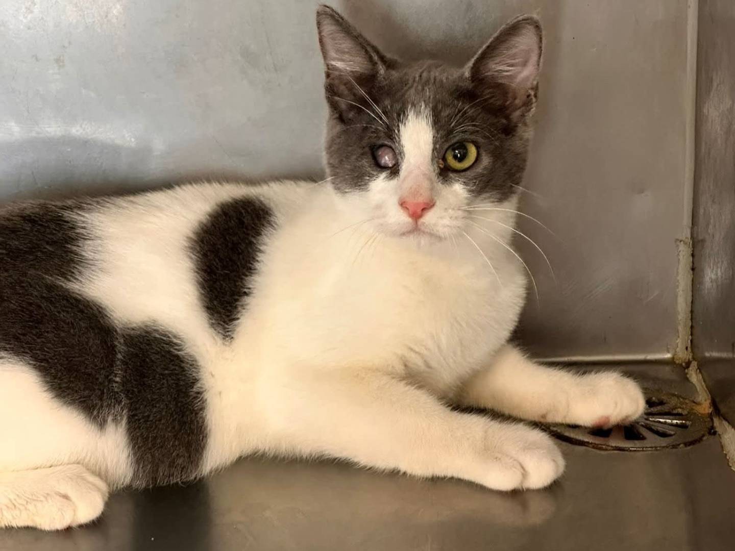 Adotta un gatto, maschio, 6 mesi, Latina