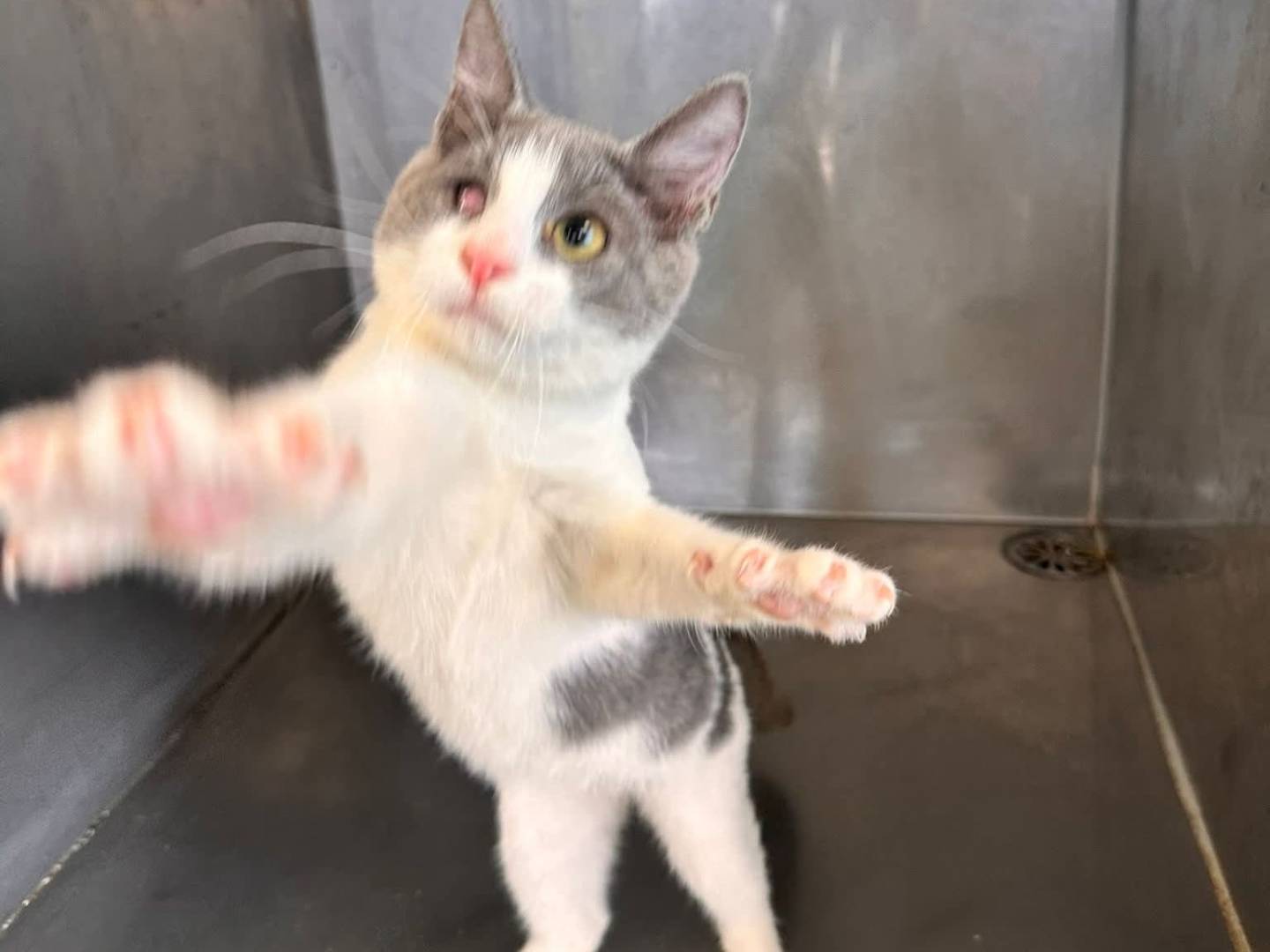 Adotta un gatto, taglia non valida, maschio, Latina