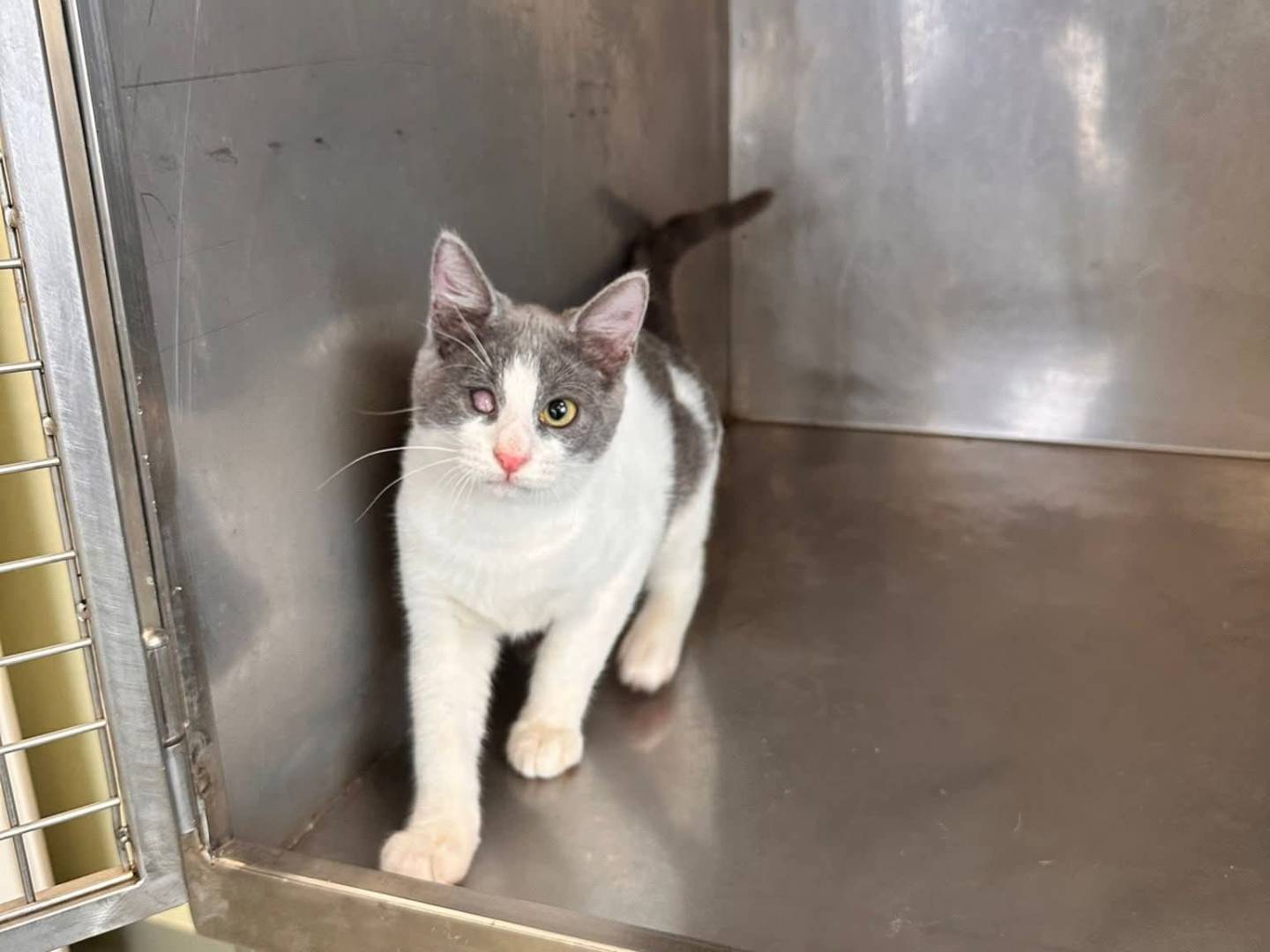 Vuoi adottare un gatto a Latina?